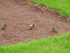 Hirundo rustica