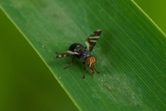 Herina frondescentiae