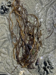 Gracilariaceae