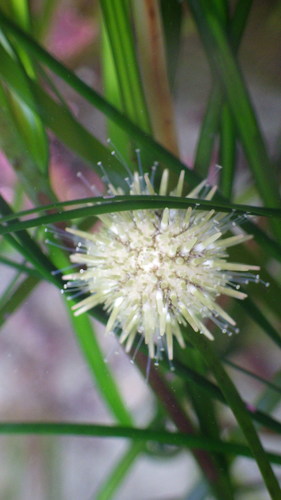 Pacific Purple Sea Urchin, photo 6 of 9