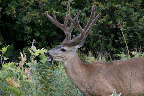 Odocoileus hemionus