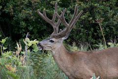 Mule Deer photo 3