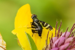 Herina frondescentiae