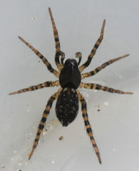 Allocosa furtiva