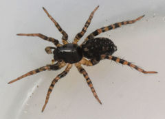 Allocosa furtiva