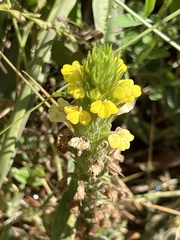 Castilleja rubicundula