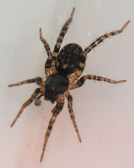 Allocosa furtiva