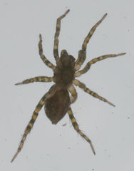 Allocosa furtiva