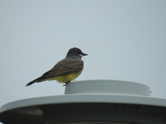 Tyrannus vociferans