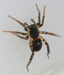 Allocosa furtiva