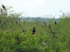 Quiscalus mexicanus