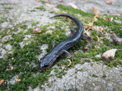 Plethodon montanus