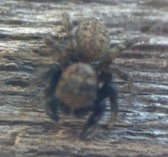Euophrys nigripalpis