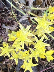 Sedum radiatum