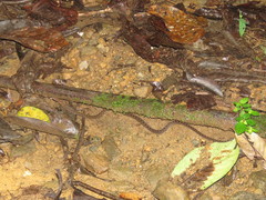 Hebius sarawacensis