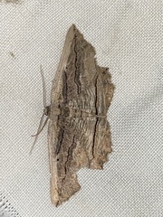 Menophra nycthemeraria