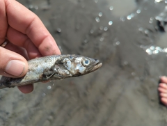 Thaleichthys pacificus