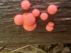 Lycogala epidendrum terrestre