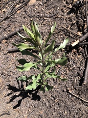 Lilium humboldtii humboldtii