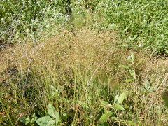 Juncus diffusissimus