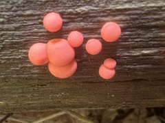 Lycogala epidendrum terrestre