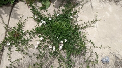 Convolvulus arvensis