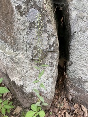 Borodinia canadensis