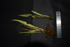 Polytaenium