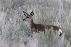 Mule Deer photo 4