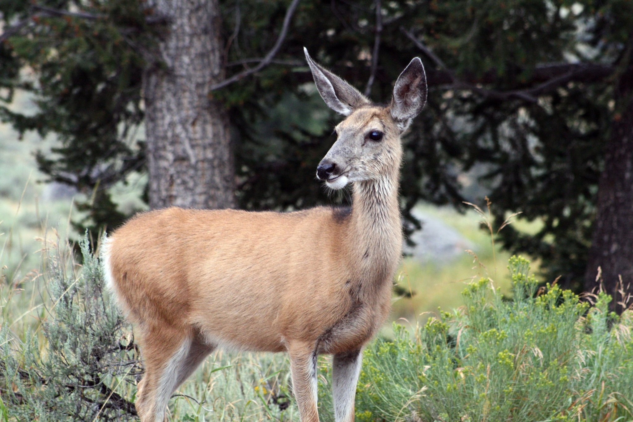 Mule deer, Odocoileus hemionus, family near Medicine Hat, Alberta, Canada  Stock Photo - Alamy