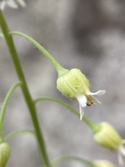 Borodinia canadensis