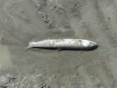 Thaleichthys pacificus