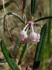 Andromeda polifolia latifolia