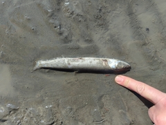 Thaleichthys pacificus