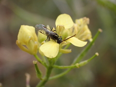 Lasioglossum loetum