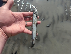 Thaleichthys pacificus