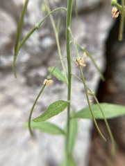 Borodinia canadensis