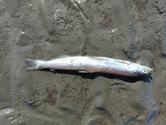 Thaleichthys pacificus