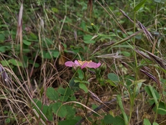 Rosa spithamea