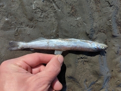 Thaleichthys pacificus