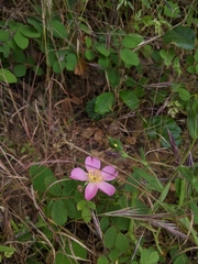 Rosa spithamea