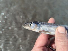 Thaleichthys pacificus