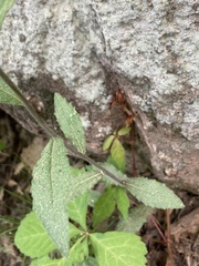 Borodinia canadensis