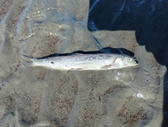 Thaleichthys pacificus