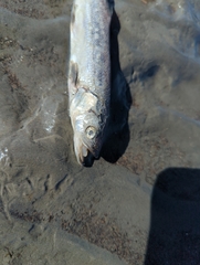 Thaleichthys pacificus