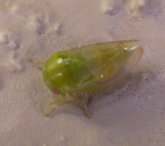 Hyalojassini