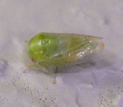 Hyalojassini