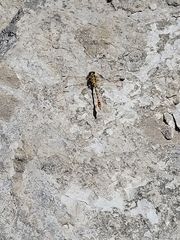 Erpetogomphus designatus