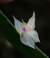 Lepanthes dunstervilleorum