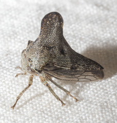 Glossonotus acuminatus